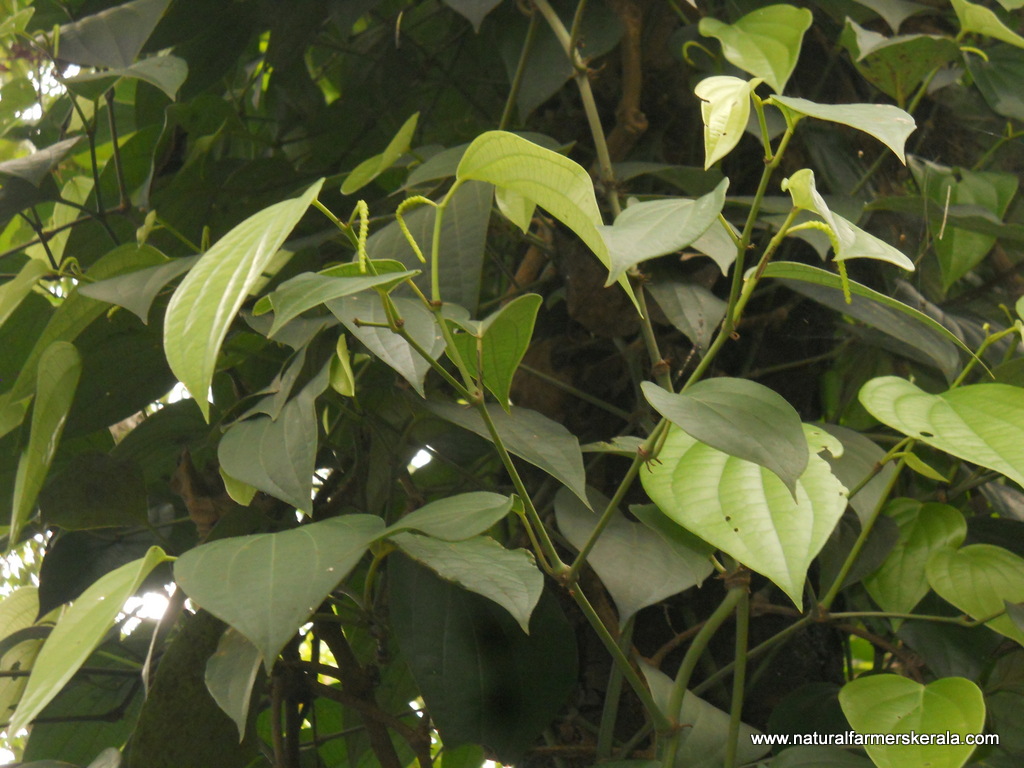Black Pepper endemic to western ghats of Kerala Natural Farmers Kerala