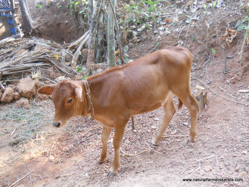 Why you should not buy a vechur dwarf cow Natural Farmers Kerala
