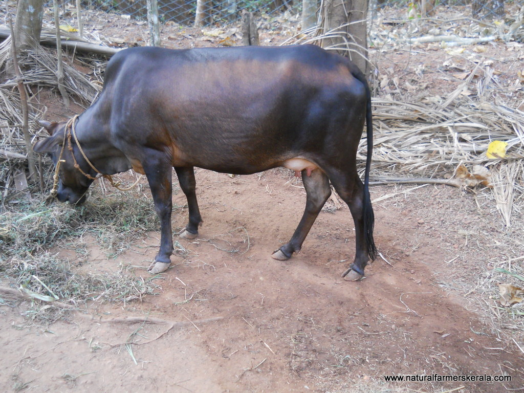 vechur cows | Natural Farmers Kerala