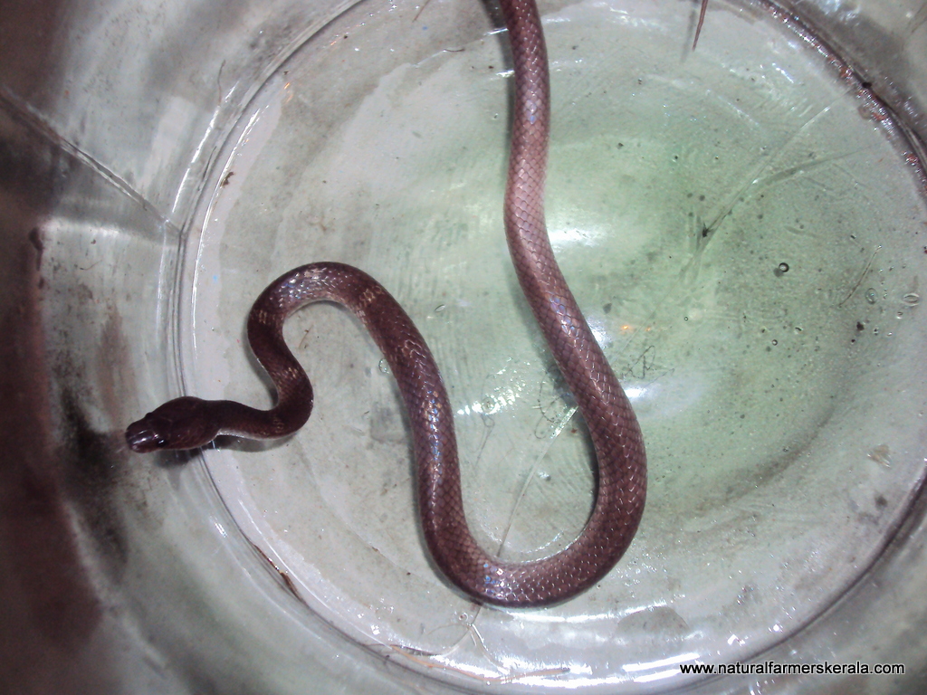 Common Wolf Snake in Kerala