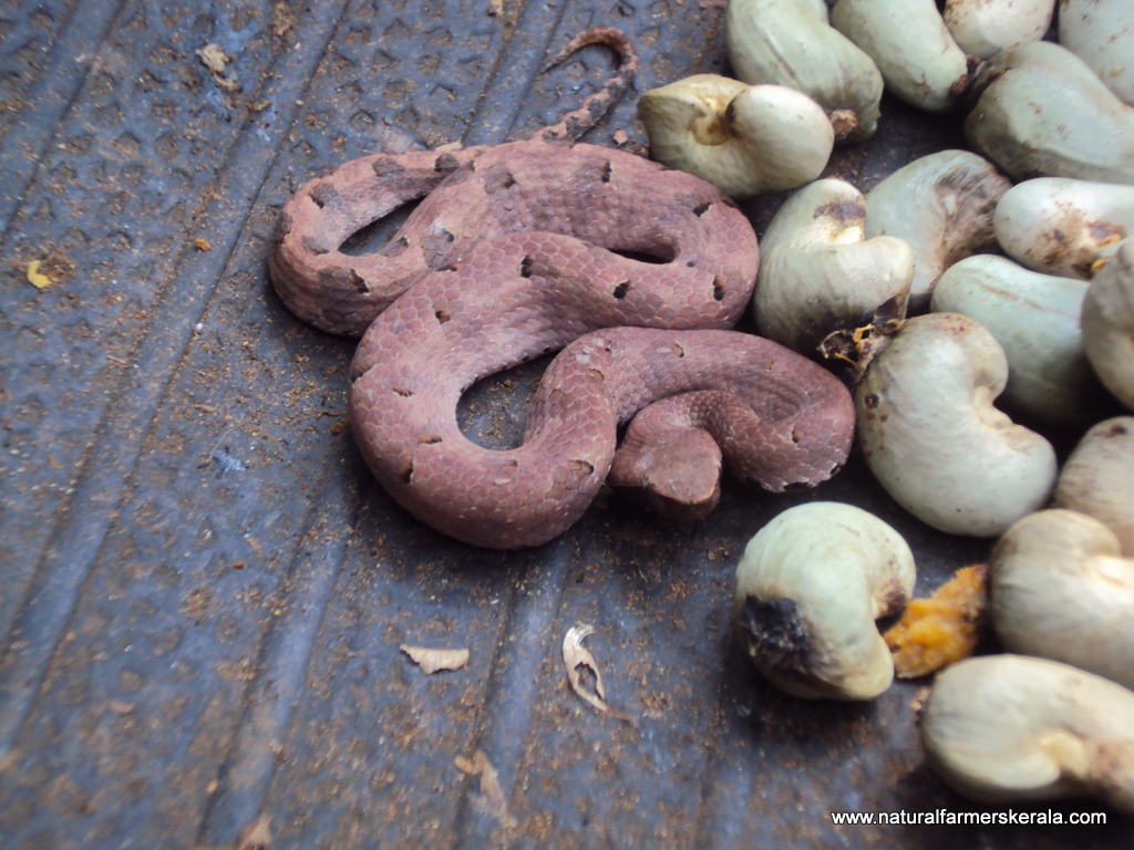 Fully grown Hump nosed pit viper head is smaller than cashew-nut seed