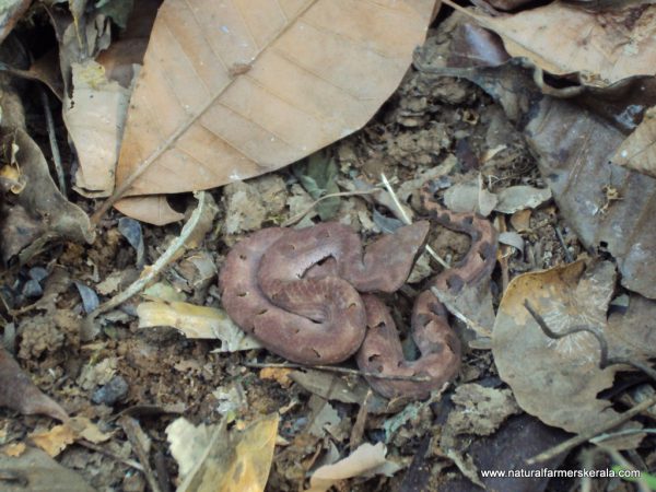 Identifying Snakes And Other Poisonous Creatures Of Kerala Natural Farmers Kerala