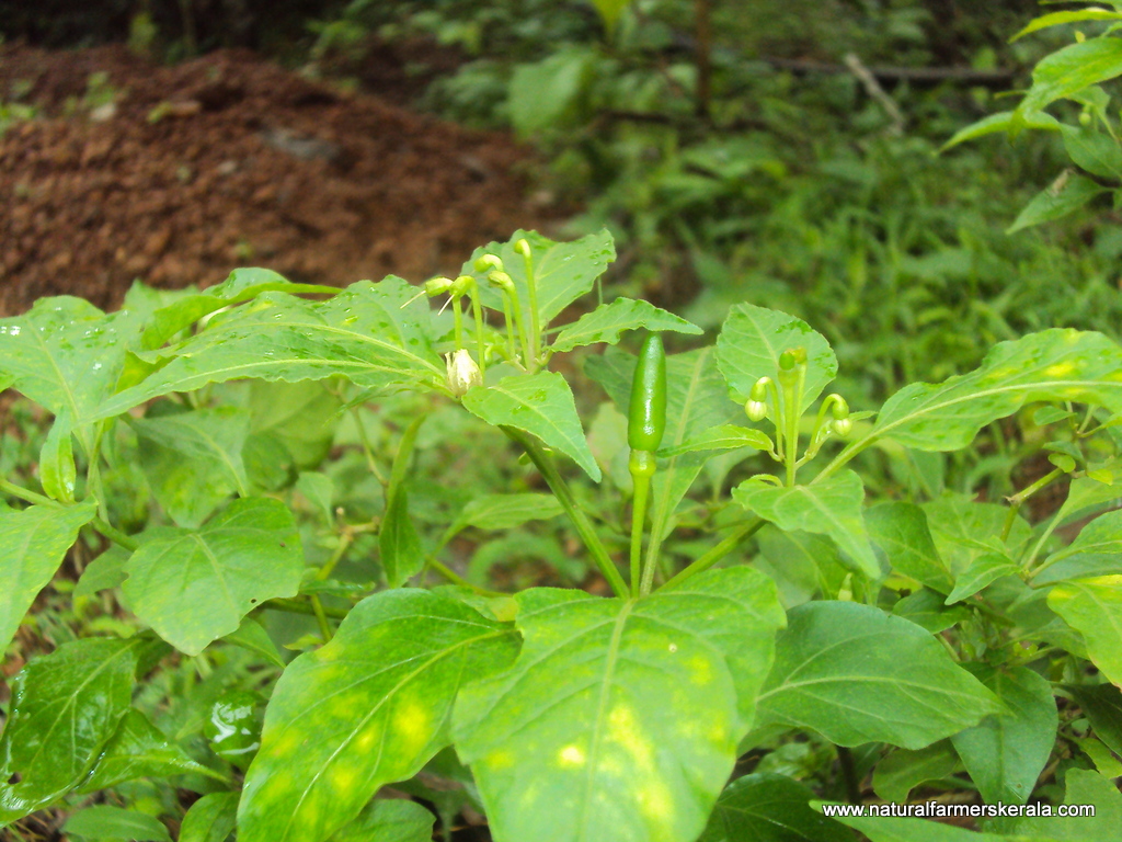 Kanthari chili grows upward facing sky