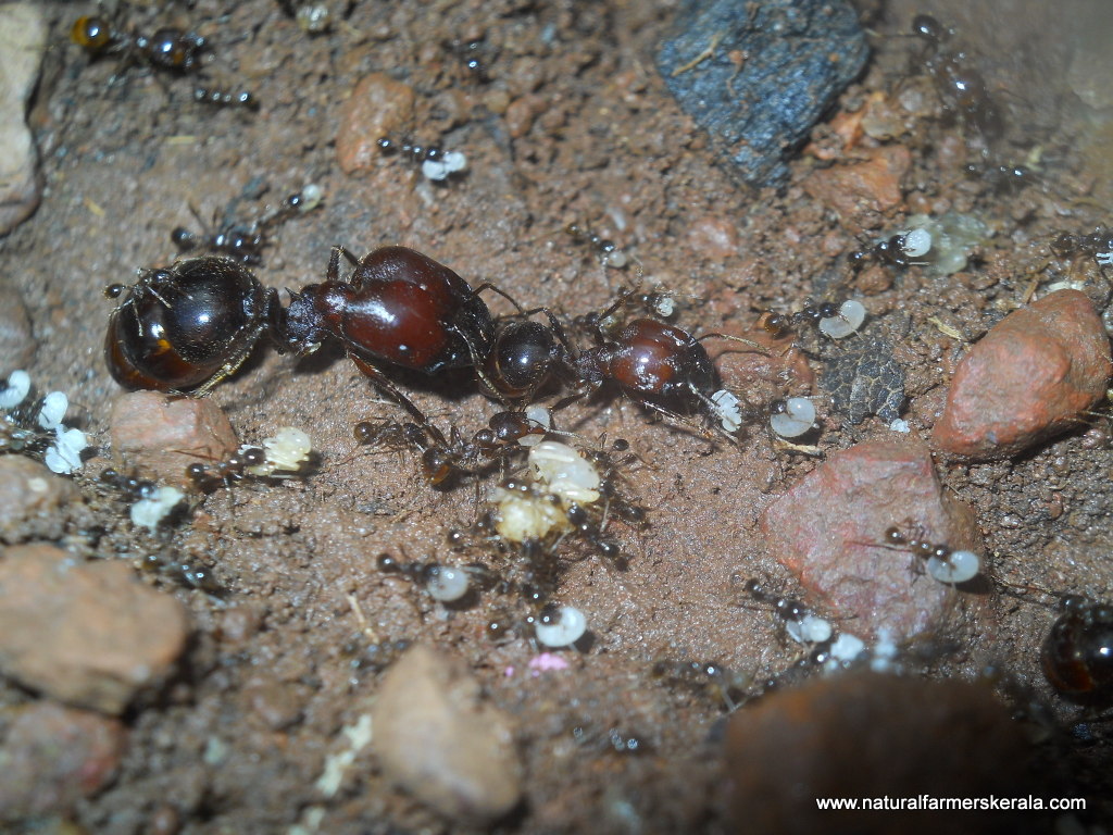 Nei Urumbu of kerala Carrying Eggs and Larvae- Spiny Harvester Ants