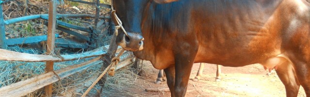 Kasaragod Dwarf average size udder