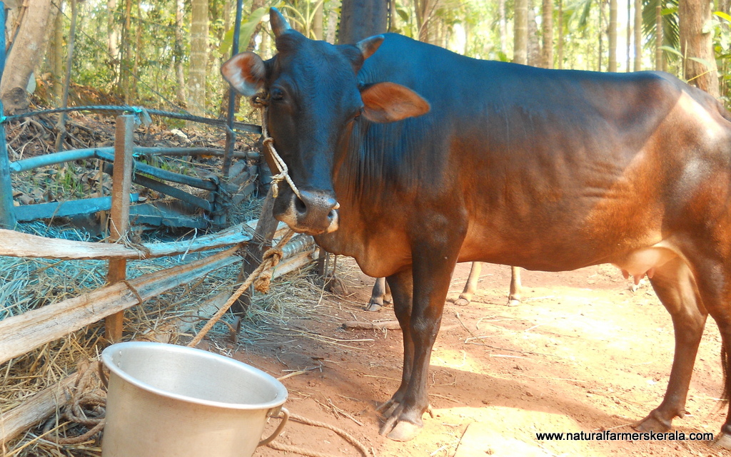 Kasaragod Dwarf average size udder