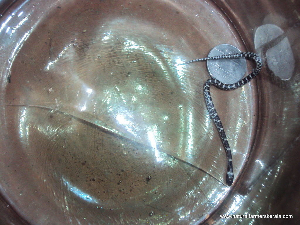 Indian Krait baby Snake