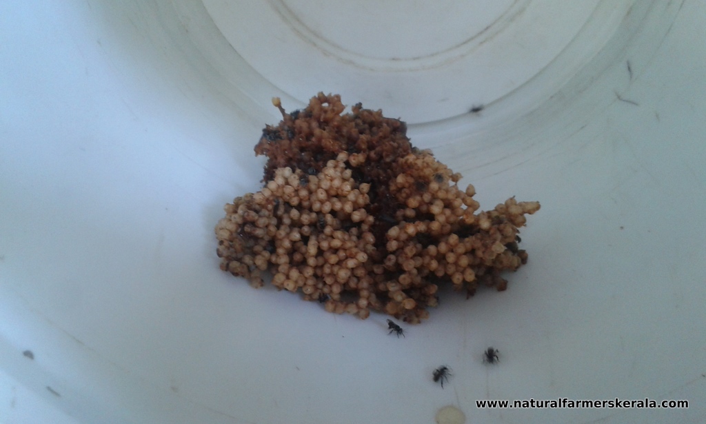 Closeup view of eggs, larvae and couple of bees.