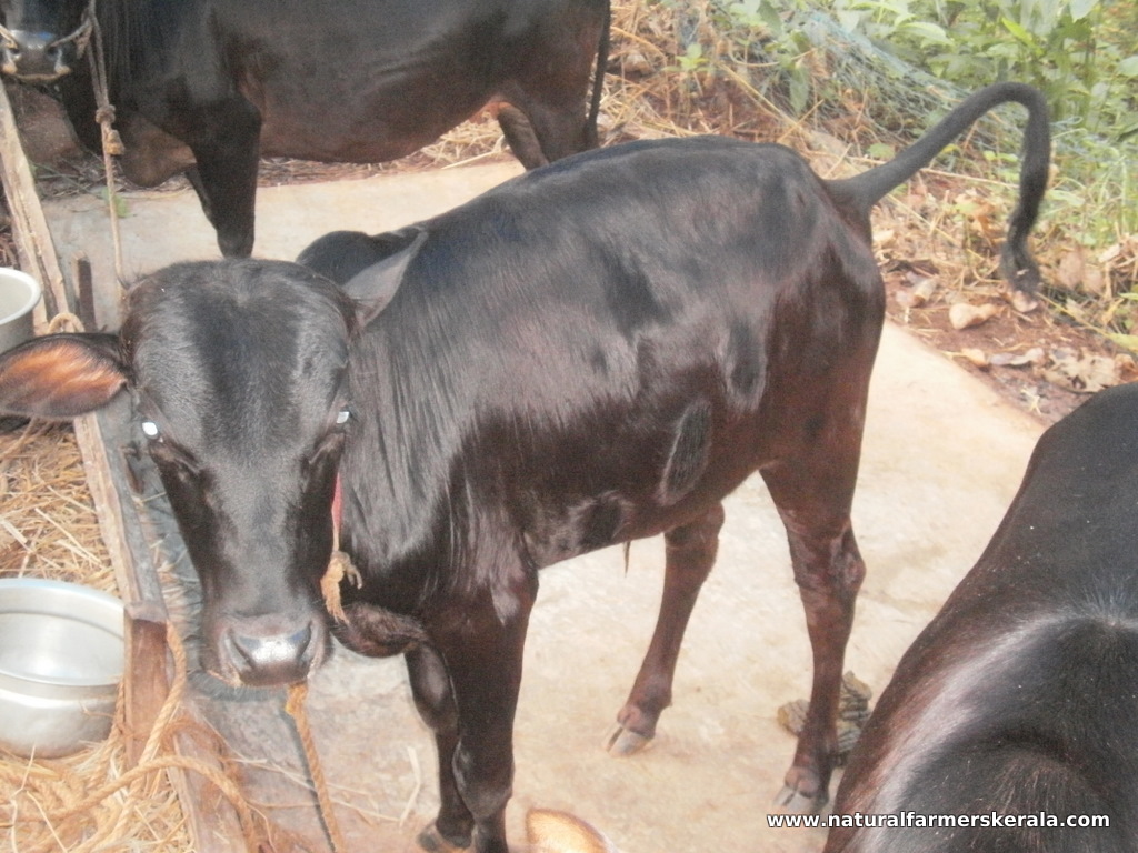 Bull arching backbone while excreting