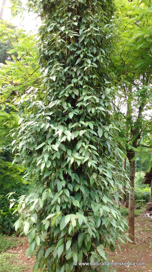 black pepper can climb arecanut tree