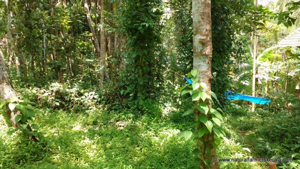 shoots of black pepper spreading on near by trees
