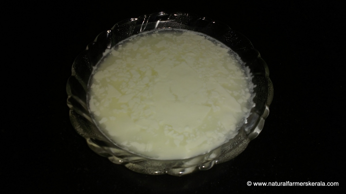 How to make Perfect Curd the Traditional Way Natural Farmers Kerala