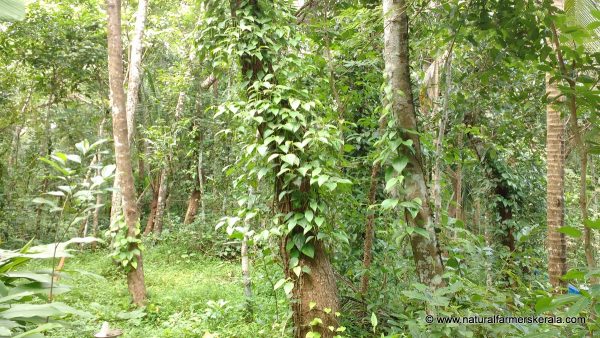 Black pepper vine on huge tree kerala