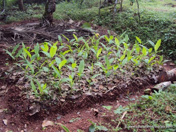 Turmeric on raised beds