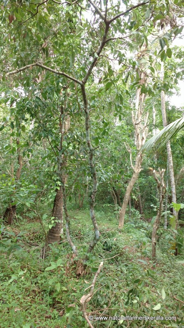 true ceylon cinnamon tree