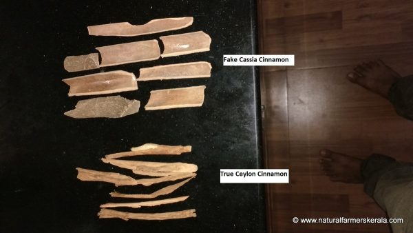 True Ceylon from Kerala