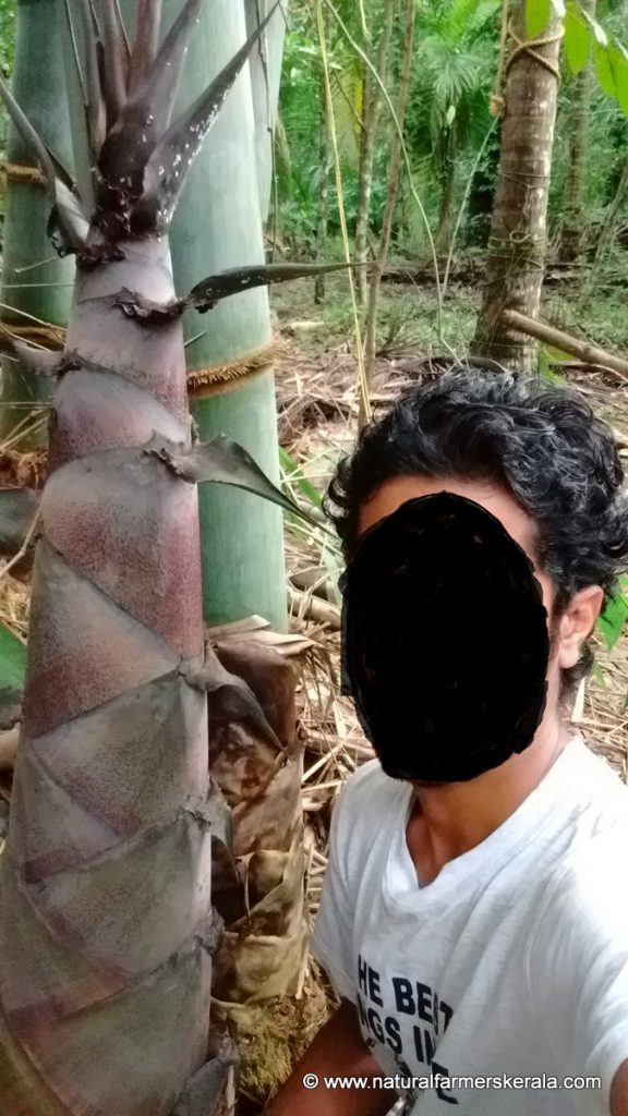 Big size bamboo shoots