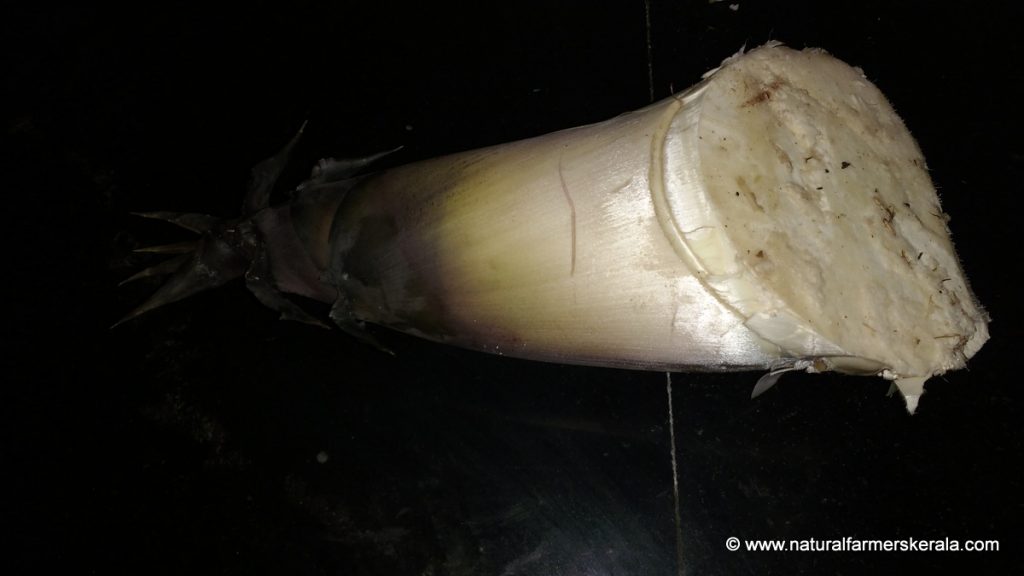 peel bamboo shoots