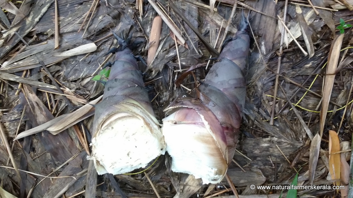 fresh bamboo shoots