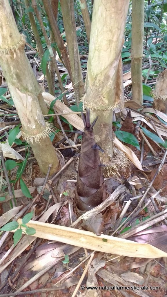Bamboo shoot ready for Harvest