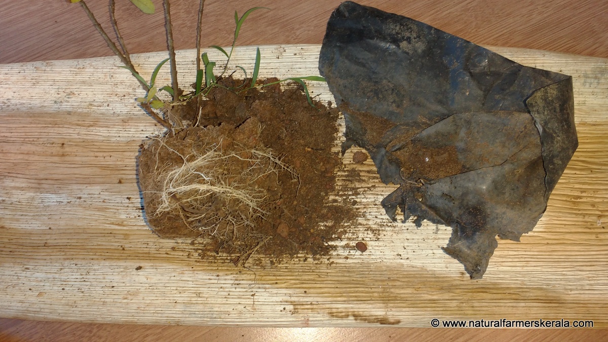 Spiral root growth in grow bags