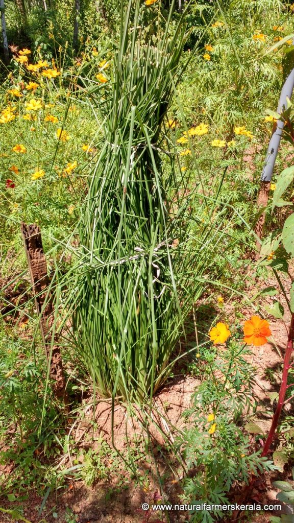 ramcham grass bunch tied up
