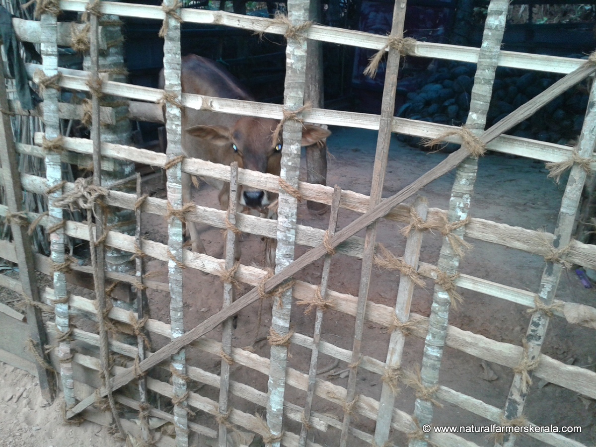 cow shed door made of areca nut