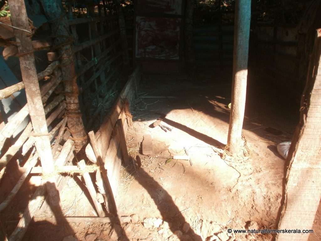 cow shelter with mud floor