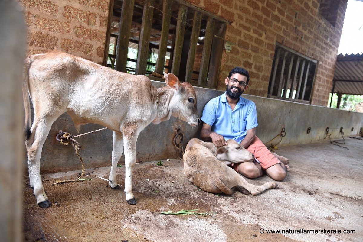 Kasargod calf in Perla