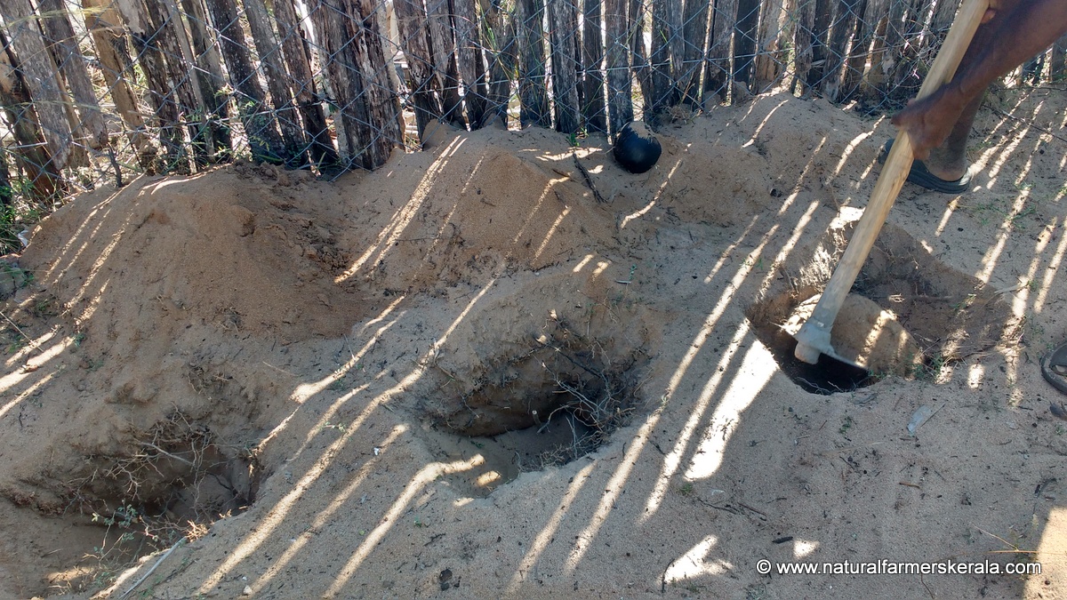 Toddy Sugar(Jaggery) Palmyra Palm Tree (Borassus flabellifer) growing
