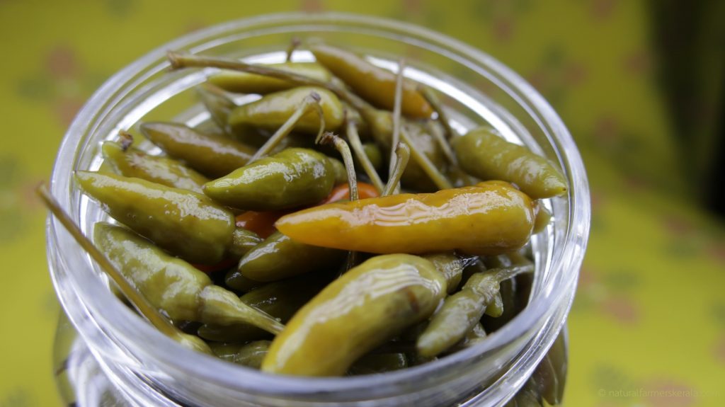 kanthari chilli in brine