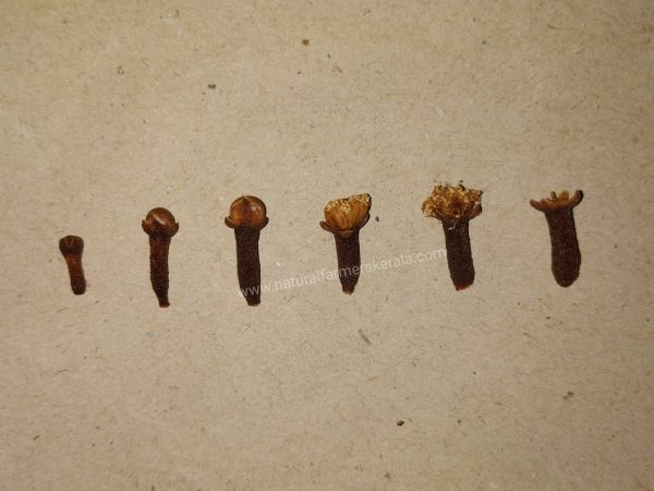 Dried cloves different size