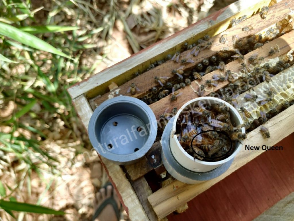Queen bee, still in it's module, transplanted into a new hive