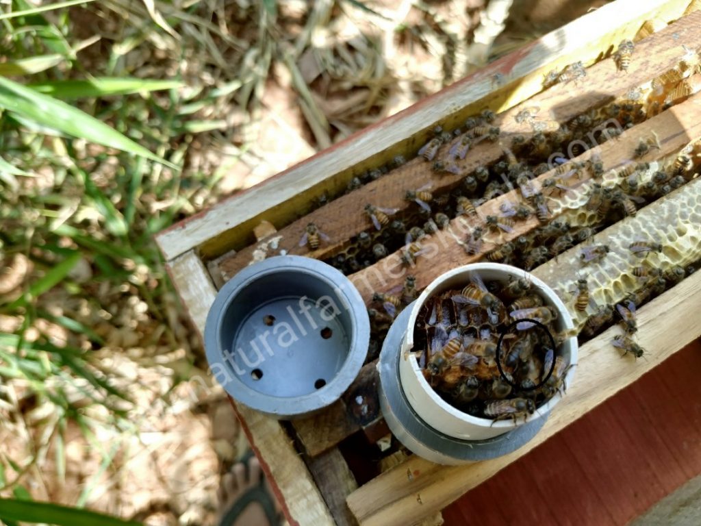 Queen bee, still in it's module, transplanted into a new hive