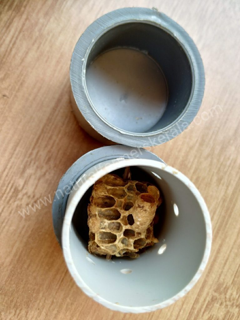 Module after the queen bee has been transplanted