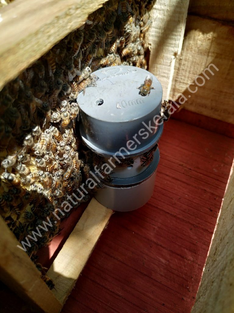 Worker Bee seen entering the queen bee cell's module