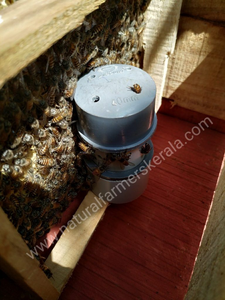 Worker bee servicing the queen bee cell in the module