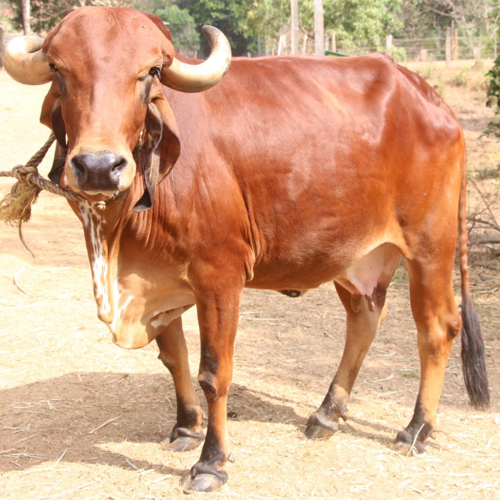 Gir cow features highlighted