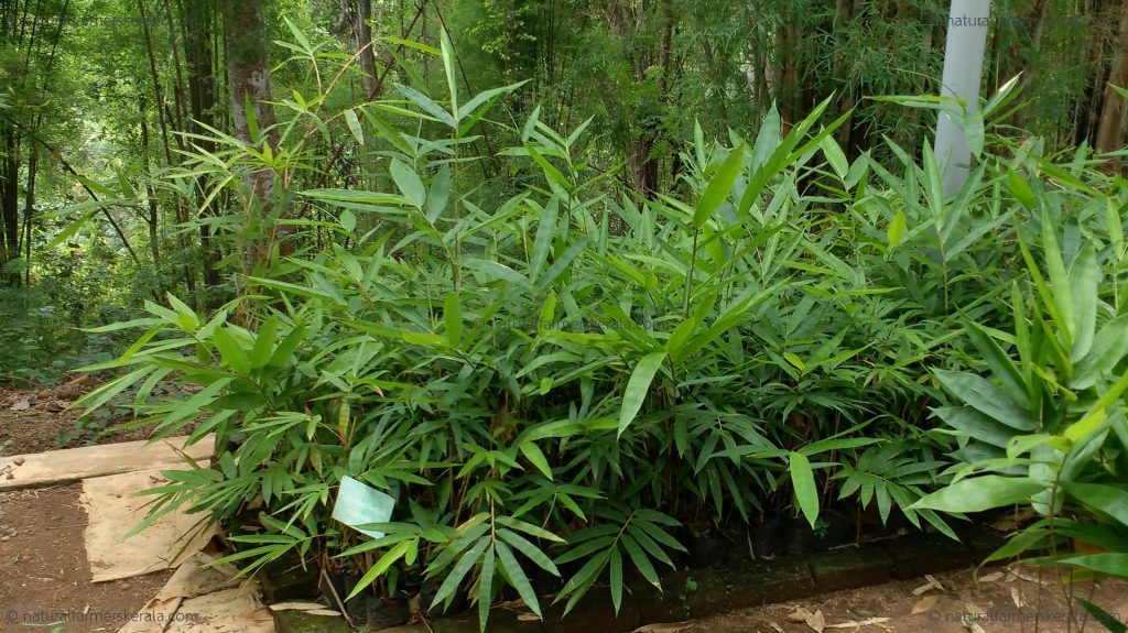 Bamboo saplings Bamboo saplings