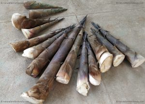 Harvested bambo shoots