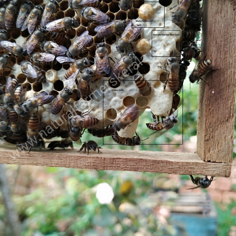 Honey comb showing queen and worker bee cells